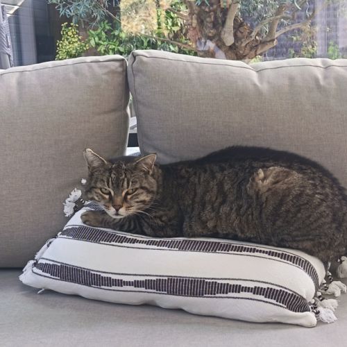 Donne chat adulte #1