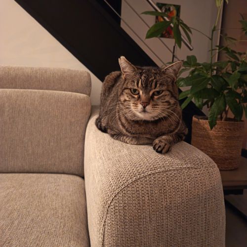 Donne chat adulte #3