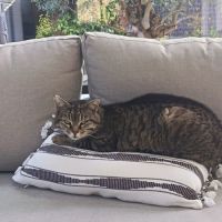 Donne chat adulte #1