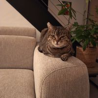 Donne chat adulte #3