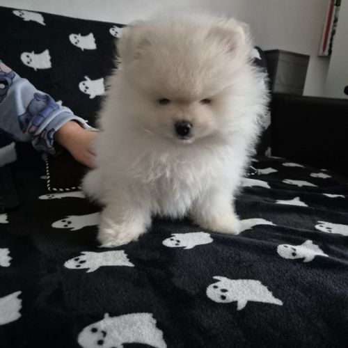 Chiot spitz nain pomeranian #3