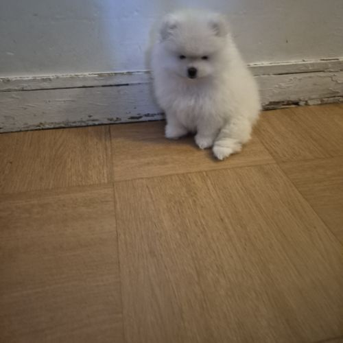 Chiot spitz nain pomeranian #4