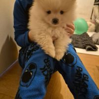 Chiot spitz nain pomeranian