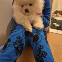Chiot spitz nain pomeranian #2