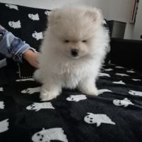 Chiot spitz nain pomeranian #3