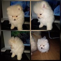 Chiot spitz nain pomeranian
