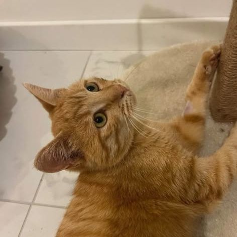 Cheddar recherche une famille pour la vie #0