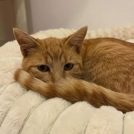 Cheddar recherche une famille pour la vie #2