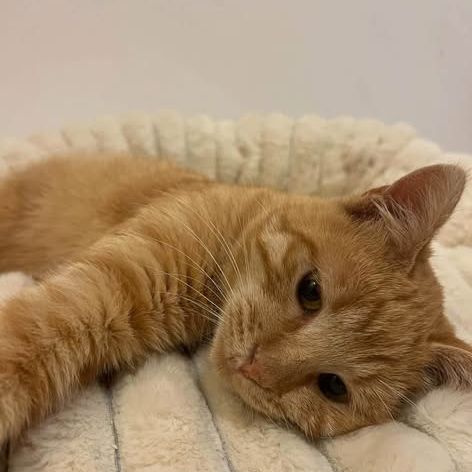 Cheddar recherche une famille pour la vie #3