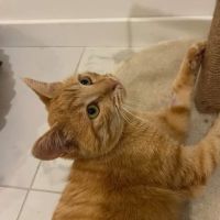 Cheddar recherche une famille pour la vie