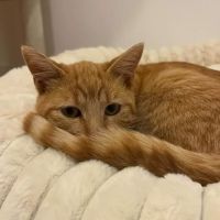 Cheddar recherche une famille pour la vie #2