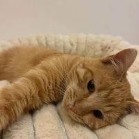 Cheddar recherche une famille pour la vie #3
