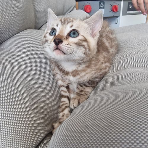 Chaton bengal femelle #1