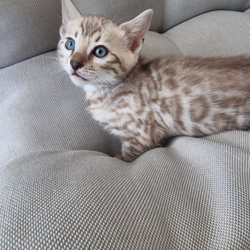 Chaton bengal femelle #0