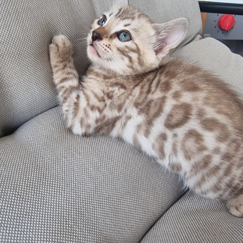 Chaton bengal femelle #4