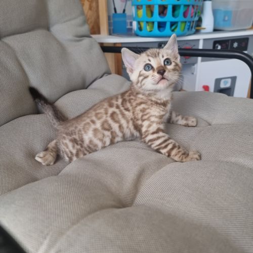 Chaton bengal femelle #5