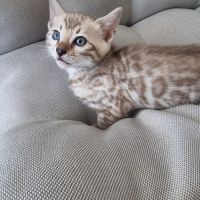 Chaton bengal femelle