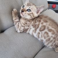 Chaton bengal femelle #3