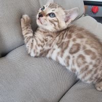 Chaton bengal femelle #4