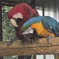 Couple ara ararauna et chloroptere