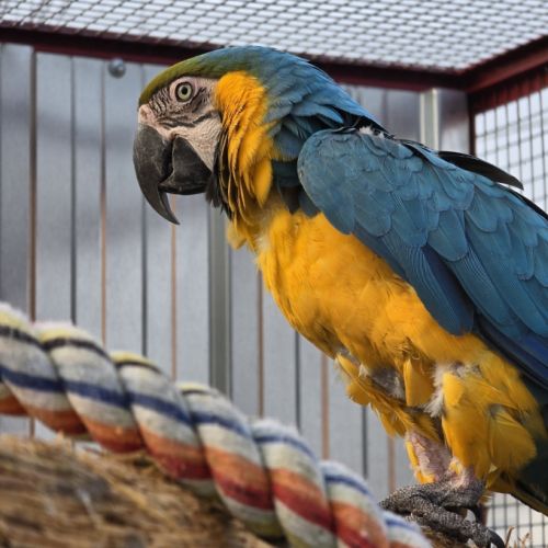 Couple reproducteur ara ararauna