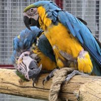 Couple reproducteur ara ararauna #3