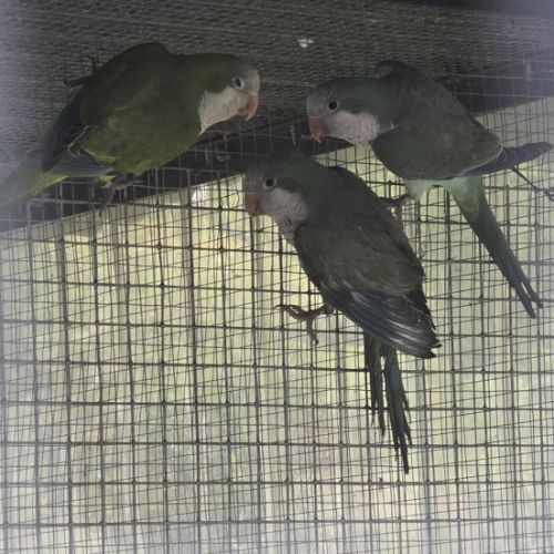 Conure souris / conure veuve #0
