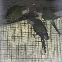 Conure souris / conure veuve