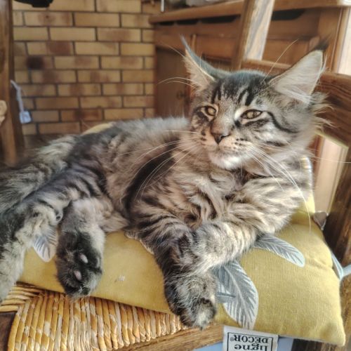 Chaton maine coon loof #1