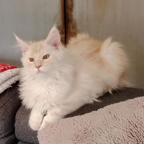 Chaton maine coon loof #2