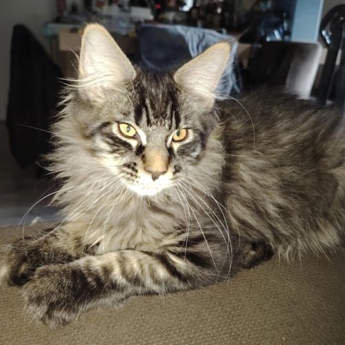 Chaton maine coon loof #3