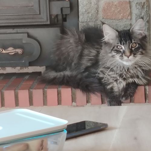 Chaton maine coon loof #4