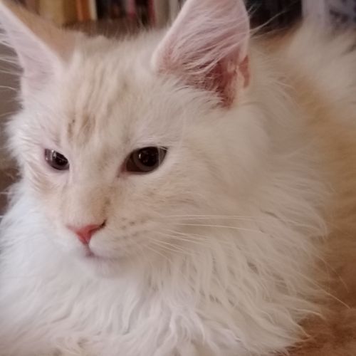 Chaton maine coon loof #0