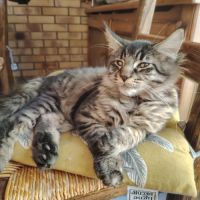Chaton maine coon loof #1