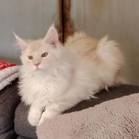 Chaton maine coon loof #2