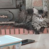 Chaton maine coon loof #4