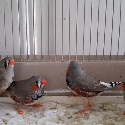 Don 1couple et 1 mâle diamant mandarin à donner #3
