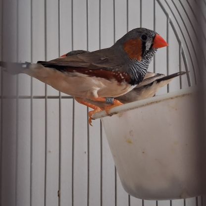 Don 1couple et 1 mâle diamant mandarin à donner #4