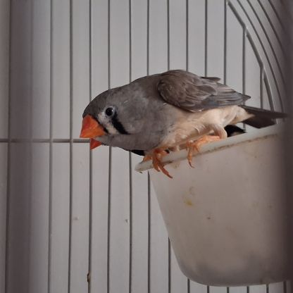 Don 1couple et 1 mâle diamant mandarin à donner