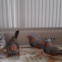 Don 1couple et 1 mâle diamant mandarin à donner #1