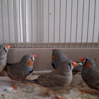 Don 1couple et 1 mâle diamant mandarin à donner #2