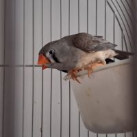 Don 1couple et 1 mâle diamant mandarin à donner
