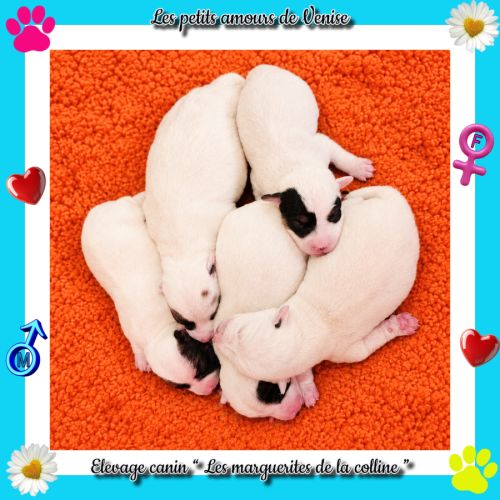 Chiots jack russell terrier à réserver. #0