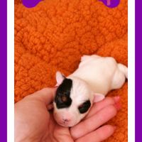 Chiots jack russell terrier à réserver. #5