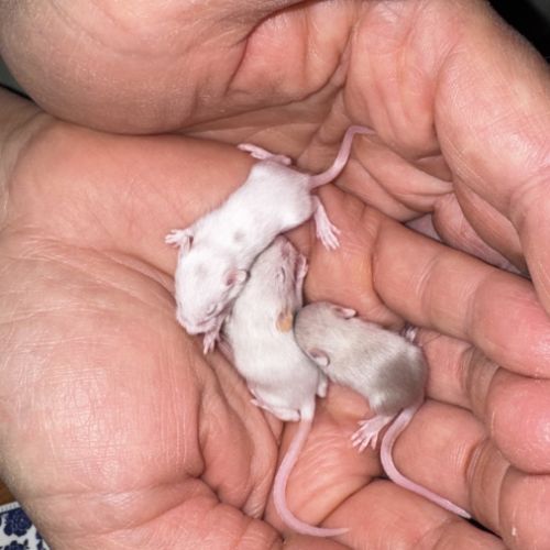 Bébés souris couleurs #0