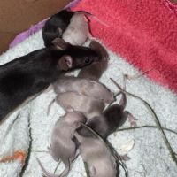 Bébés souris couleurs #1