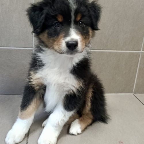 Magnifique chiot berger australien lof noir tri #1