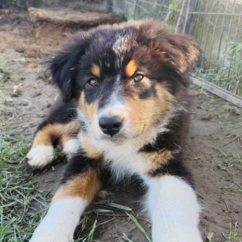 Magnifique chiot berger australien lof noir tri #3