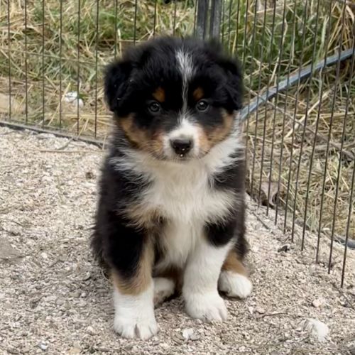 Magnifique chiot berger australien lof noir tri #0