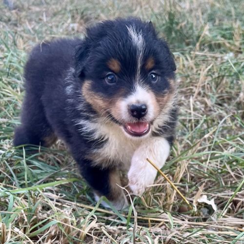 Magnifique chiot berger australien lof noir tri #5